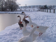 Schnatter ... Gänse im Winter