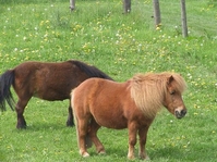 Ponies